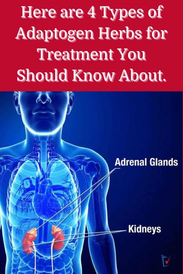 Here are 4 Types of Adaptogen Herbs for Treatment You Should Know About. Senior Affair Magazine