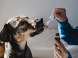 5-Best-CBD-Oil-For-Dogs-With-Arthritis