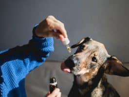 9 best CBD Oil For Dogs 2022: Top Brands And Buyers Guide