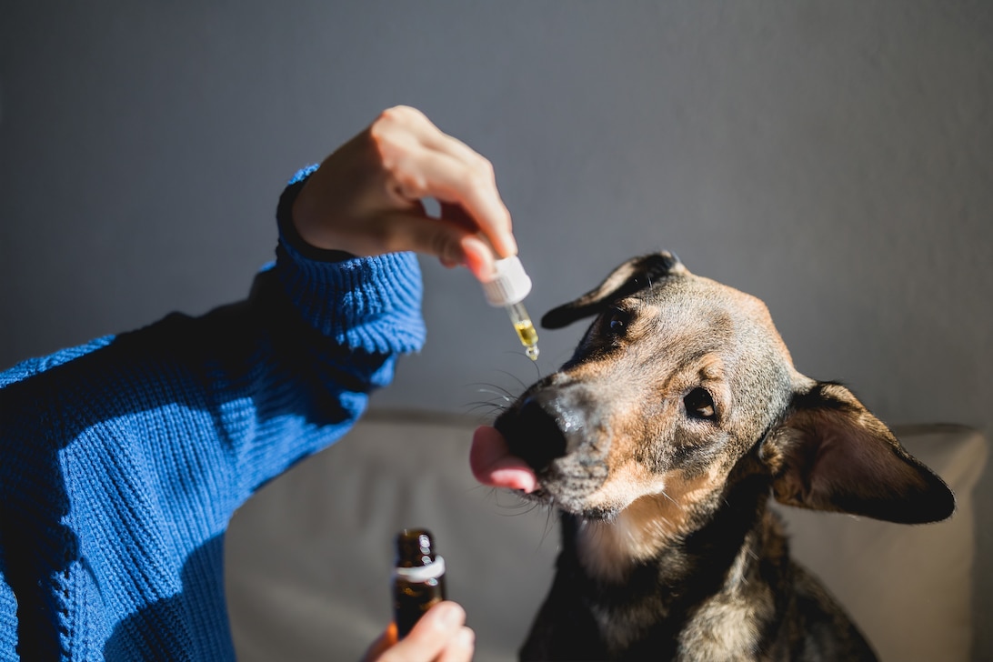9 best CBD Oil For Dogs 2022: Top Brands And Buyers Guide