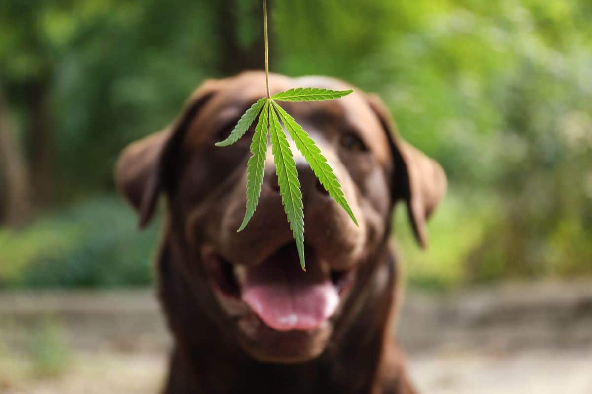Say Goodbye To Arthritis Pain: How CBD Can Help Your Dog Live Better