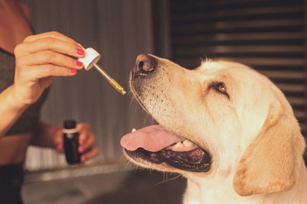 CBD Oils for Dogs with Arthritis