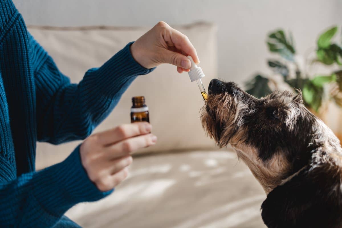 How Much CBD Can I Give My Dog