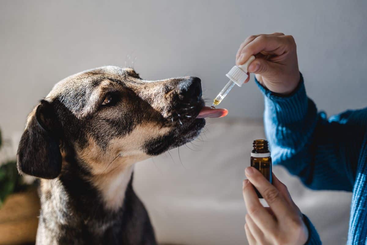 What Form Of CBD Is Most Effective For Dogs