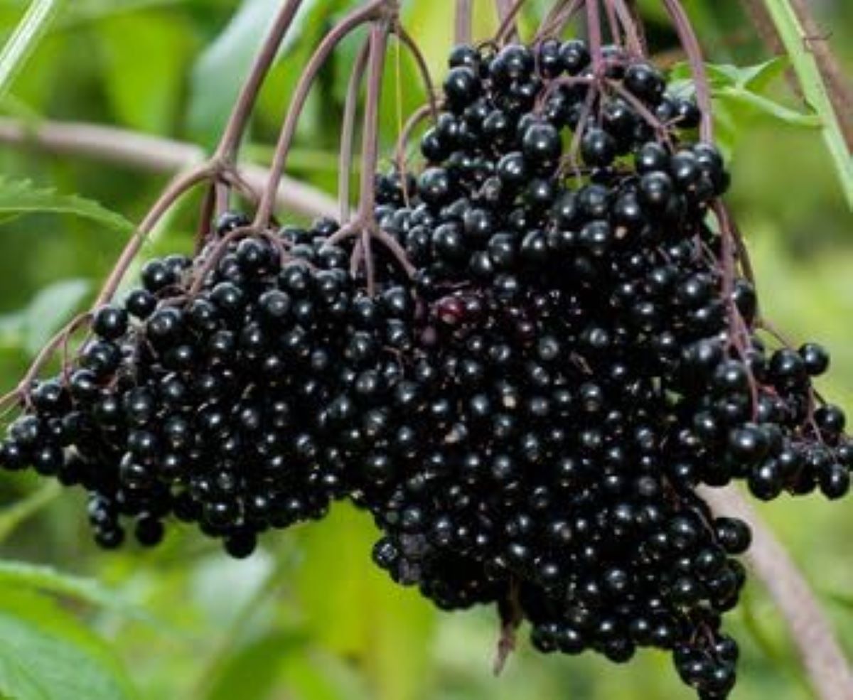 Choosing The Right Elderberry Supplement For Optimal Health Benefits