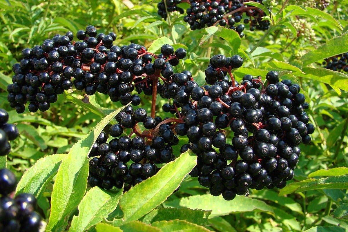 Discovering The 4 Top Elderberry Supplements For Optimum Health