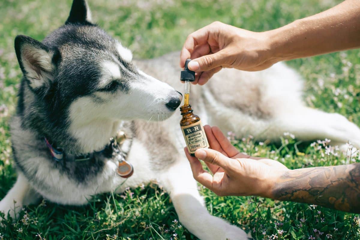 Is It Good To Give CBD Oil To Dogs?