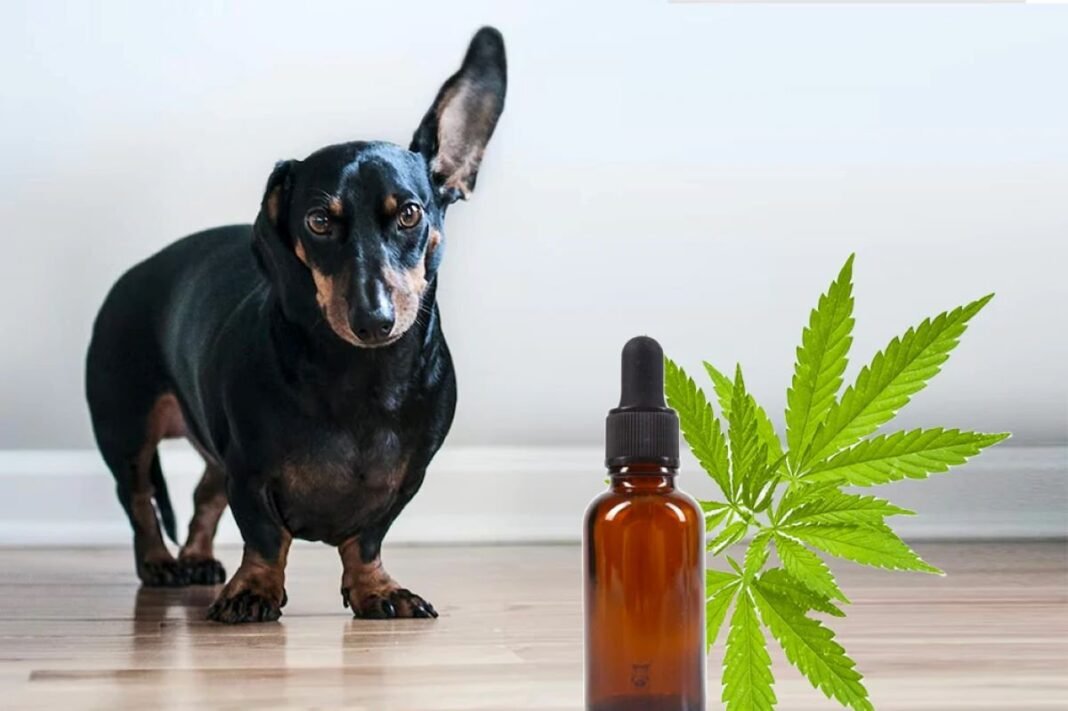 11-Best CBD Oil for Dogs 2023