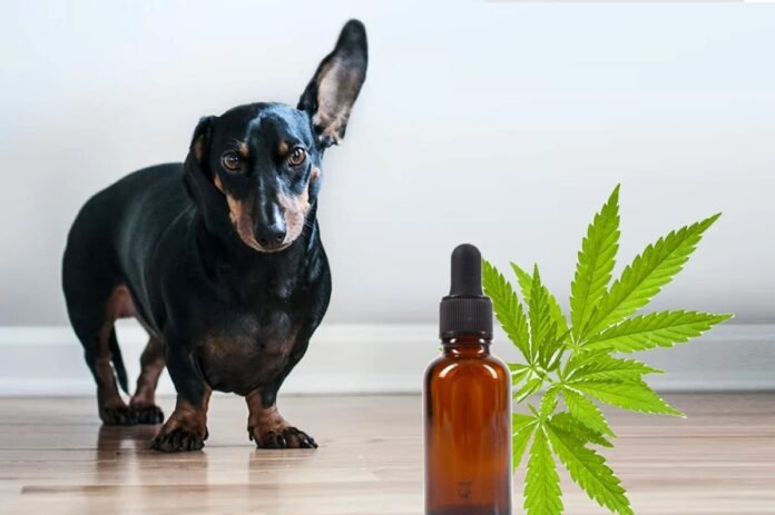 11-Best CBD Oil for Dogs 2023