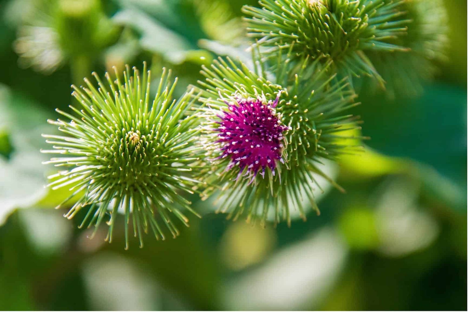 Burdock root 1