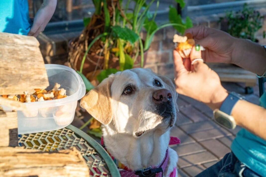 CBD Dog Treats: An Alternative Therapy For Joint Pain Relief