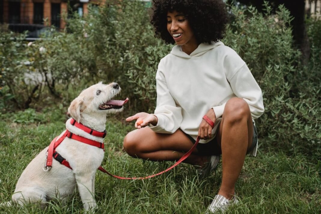 CBD Dog Treats for Joint Pain in Older Dogs