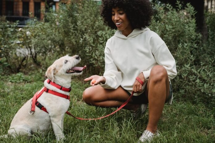CBD Dog Treats for Joint Pain in Older Dogs