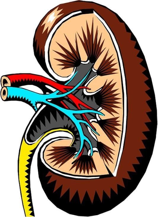 2 Ways Dialysis Can Treat Your Chronic Kidney Disease 1 End Stage Renal Disease 1