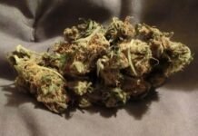 Gardening Success: A Seedsman Review Gardening Success: A Seedsman Review