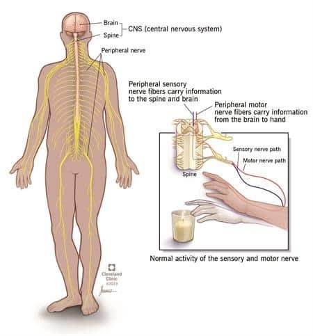 How to Tell if You Have Neuropathy: Early Signs & Next Steps 2 Peripheral neuropathy