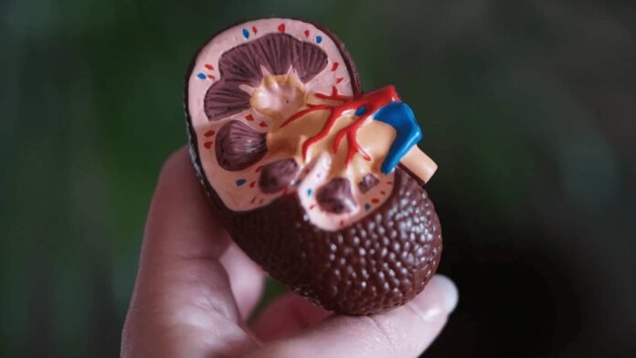 Understanding Chronic Kidney Disease and Its Effects