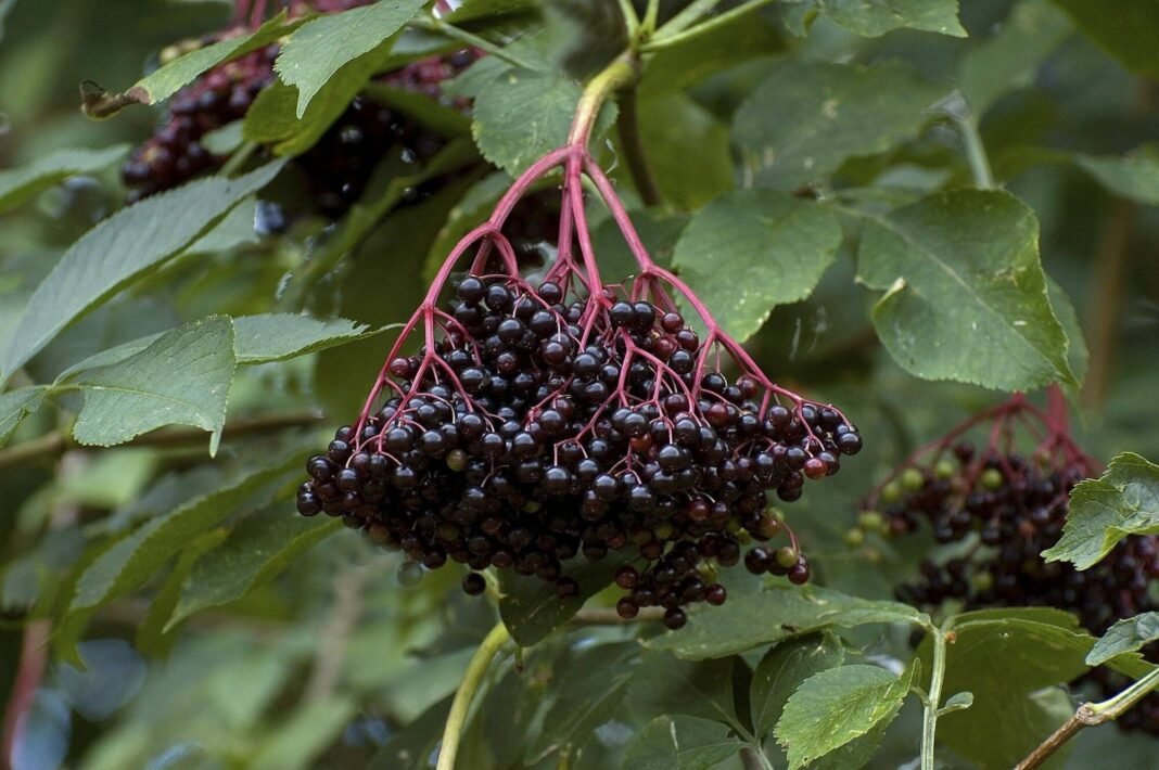 best-Elderberry-Supplement