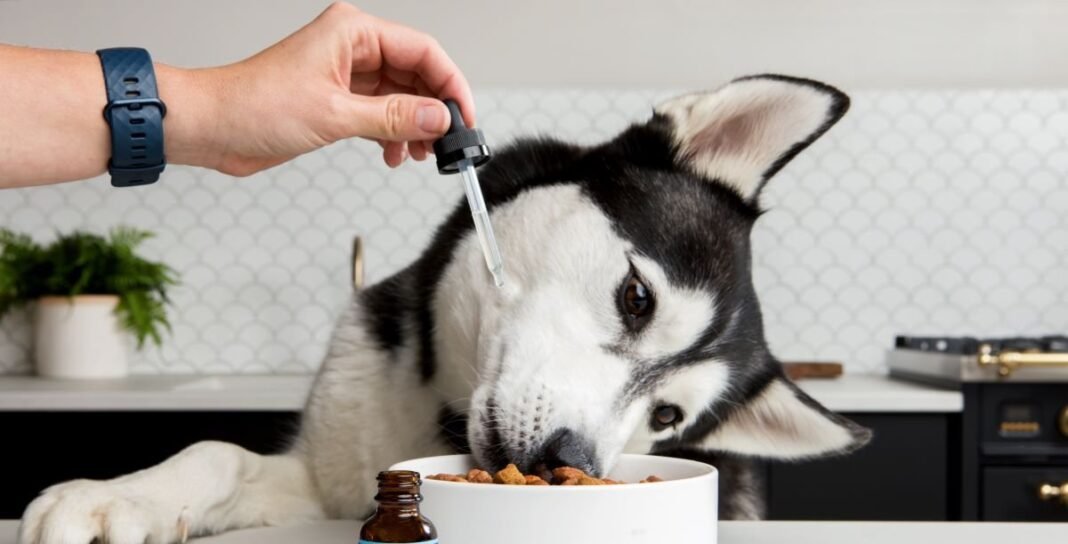 dog with cbd