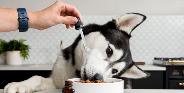 dog with cbd