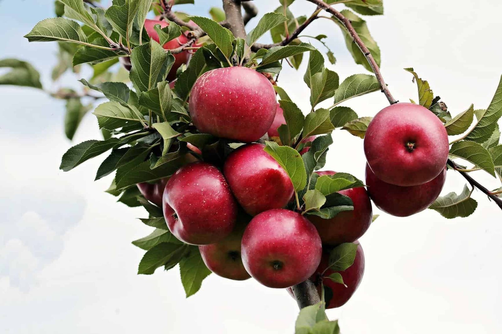 The Ultimate Gout Diet Can Change Your Life for the Better! 2 organic apples for gout 1