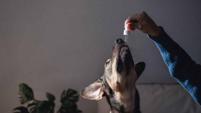 The Benefits of Organic Pet CBD Oil