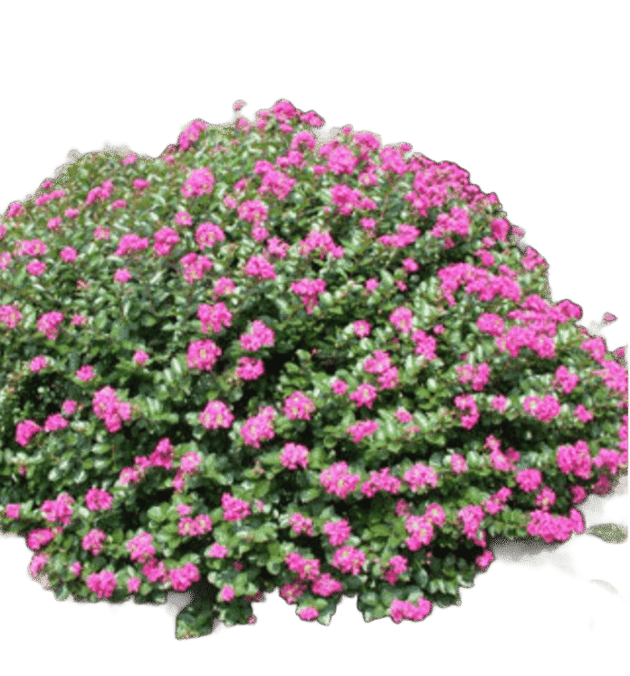 FastGrowingTrees.com - Pocomoke Crape Myrtle Shrub