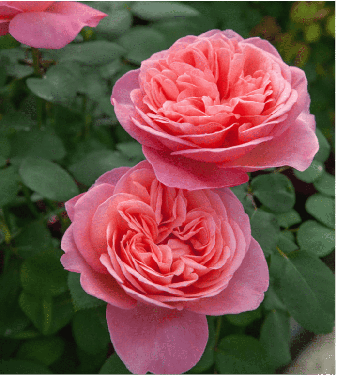 Sweet Mademoiselle Rose