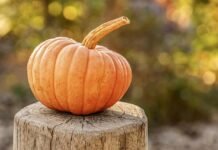 Fall Bucket List: Best Activities for Active Older Adults Fall Bucket List: Best Activities for Active Older Adults