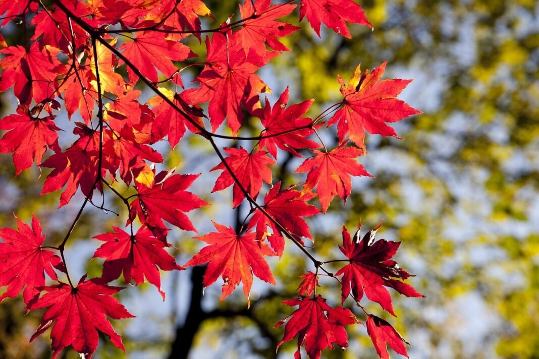 The Complete Guide to Fall & Holiday Season for Adults 55+
