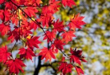 The Complete Guide to Fall & Holiday Season for Adults 55+ The Complete Guide to Fall & Holiday Season for Adults 55+
