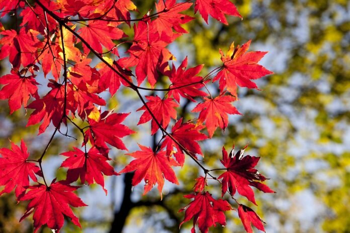 The Complete Guide to Fall and Holiday Season for Adults 55 The Complete Guide to Fall & Holiday Season for Adults 55+